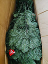 Arbol de navidad pino