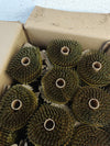 Clavos en bobina - Tacwise