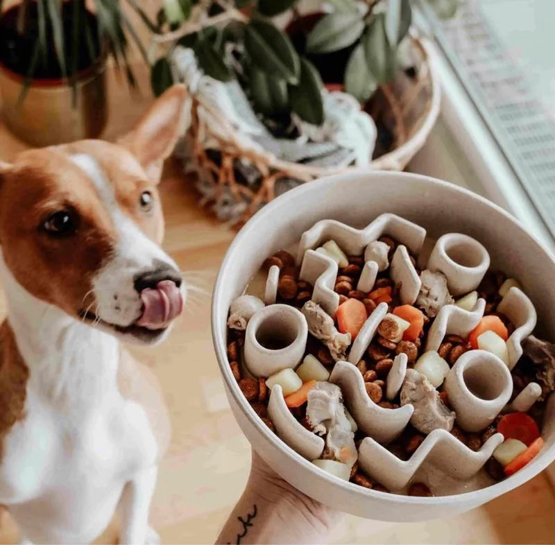 Alimentador para perro