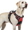 Arnes Perro Mediano con 3 Hebillas rabbitgoo