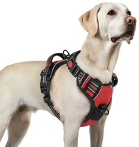 Arnes Perro Mediano con 3 Hebillas rabbitgoo