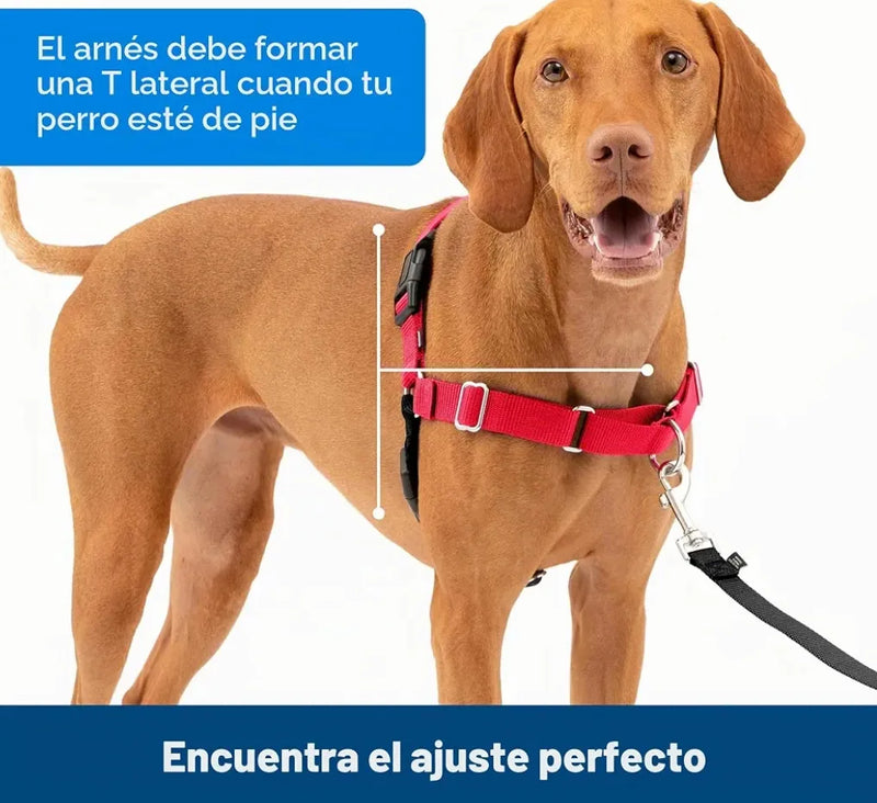 Arnés de paseo con anillas - Petsafe