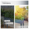 Caléndula para jardinería color antracita