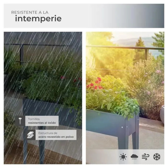 Caléndula para jardinería color antracita